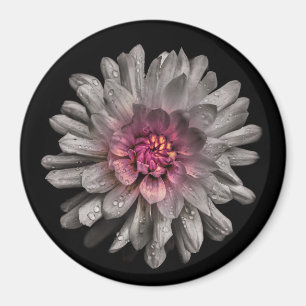 Hintergrundfarbe Blume Nr. 91 Magnet