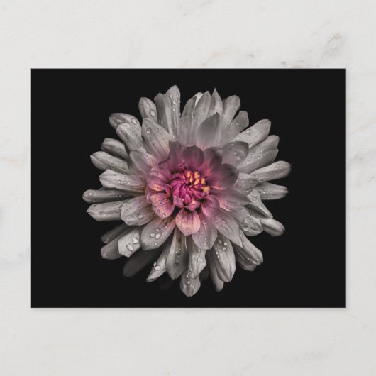 Hintergrundfarbe Blume Nr. 91 Postkarte (Vorderseite)