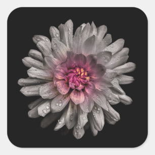 Hintergrundfarbe Blume Nr. 91 Quadratischer Aufkleber