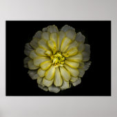 Hintergrundfarbe der Blume Nr. 86 Poster (Vorne)