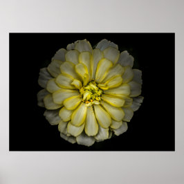 Hintergrundfarbe der Blume Nr. 86 Poster