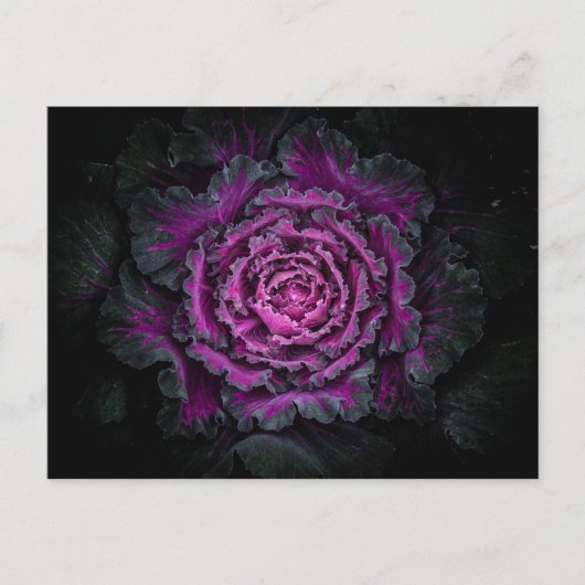 Hintergrundfarbe der Blume Nr. 99 Postkarte (Vorderseite)