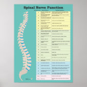 Hintergrundfarbe für die Funktion des Rückennervs Poster (Vorne)