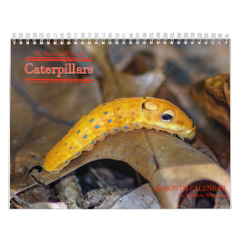 Hinterhof-Reihen-Raupen-Kalender Kalender