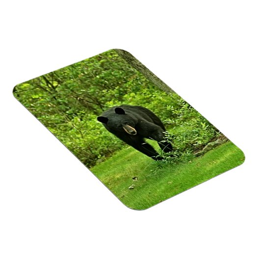 Hinterhof-Schwarzbär Magnet (Rechte Seite)