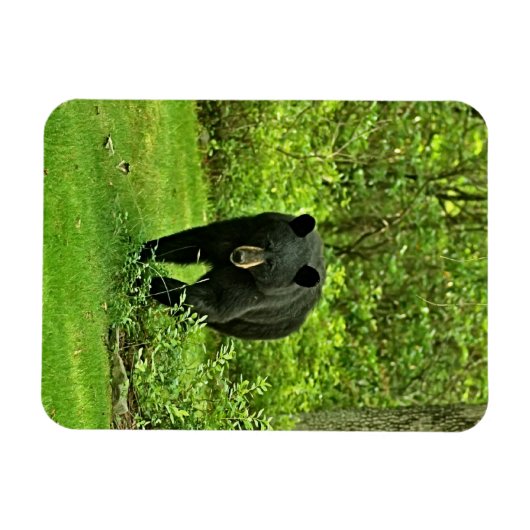 Hinterhof-Schwarzbär Magnet (Horizontal)