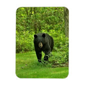 Hinterhof-Schwarzbär Magnet (Vertikal)