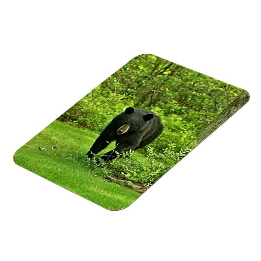 Hinterhof-Schwarzbär Magnet (Linke Seite)