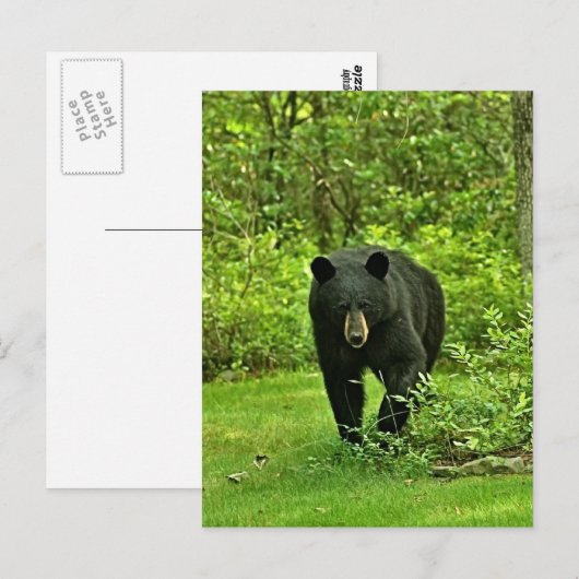 Hinterhof-Schwarzbär Postkarte (Vorne/Hinten)