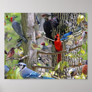 Hinterhof-Vogel-Plakat Poster