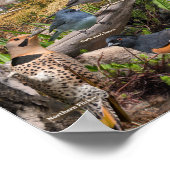 Hinterhof Vögel von Minnesota Poster (Ecke)