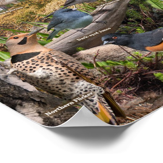 Hinterhof Vögel von Minnesota Poster (Ecke)