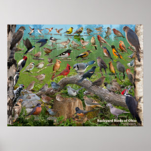 Hinterhof-Vögel von Ohio Poster