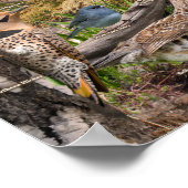 Hinterhof Vögel von Saskatchewan Poster (Ecke)