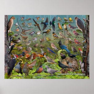 Hinterhof-Vögel von Washington-Staat Poster