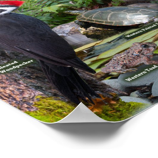 Hinterhof Wildlife of the West identification Poster (Ecke)