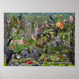 Hinterhof Wildlife of the West identification Poster