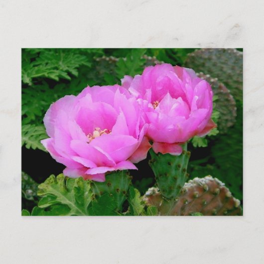 Hinterhofblüten Postkarte (Vorderseite)