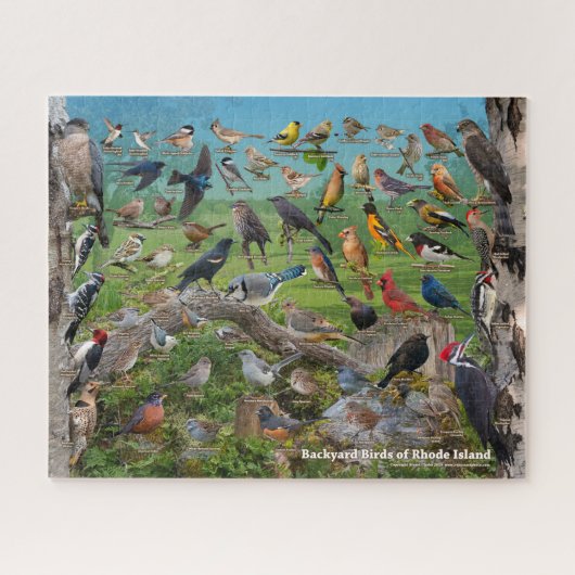 Hinterhofvögel auf der Insel Rhode Puzzle (Horizontal)
