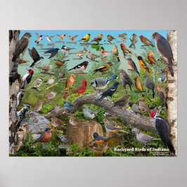 Hinterhofvögel aus Indiana Poster