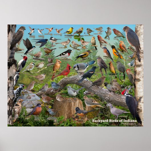 Hinterhofvögel aus Indiana Poster (Vorne)