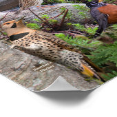 Hinterhofvögel aus New Jersey Poster (Ecke)