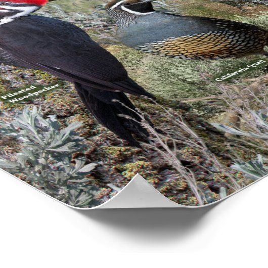 Hinterhofvögel des BC-Innern Poster (Ecke)