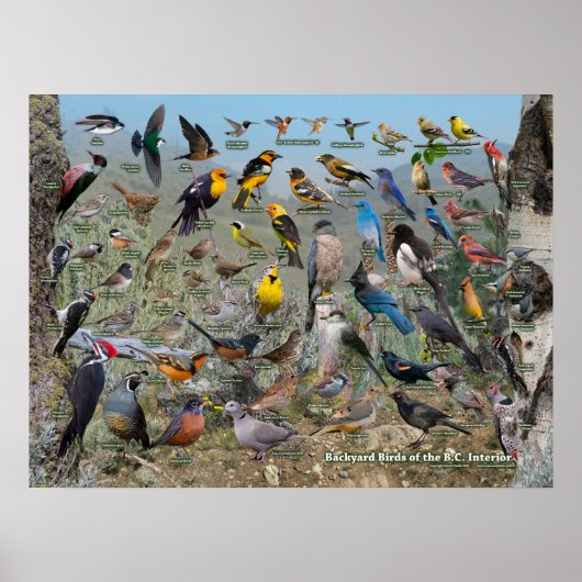 Hinterhofvögel des BC-Innern Poster (Vorne)