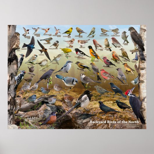 Hinterhofvögel im Norden Poster (Vorne)