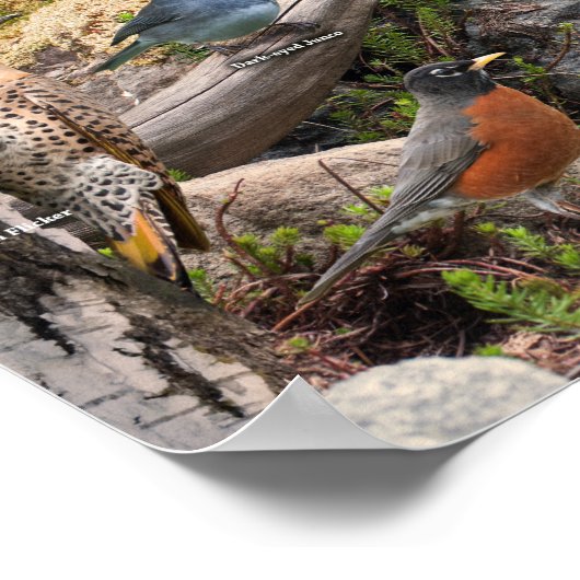 Hinterhofvögel im Norden Poster (Ecke)