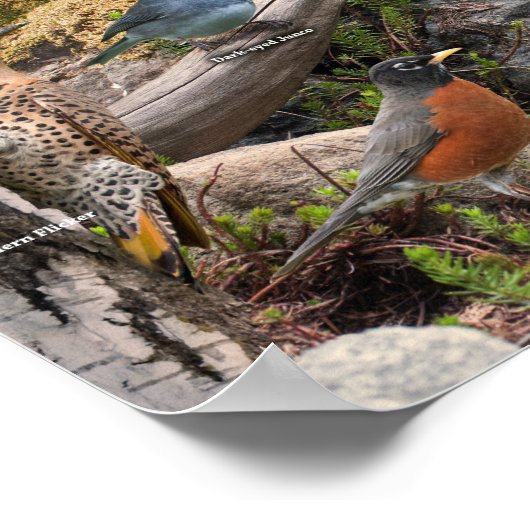 Hinterhofvögel im Norden Poster (Ecke)