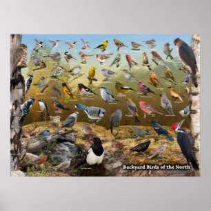 Hinterhofvögel im Norden Poster