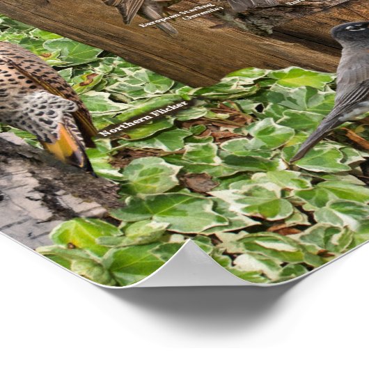 Hinterhofvögel im Osten Poster (Ecke)