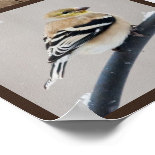 Hinterhofvögel im Schnee Poster (Ecke)