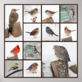 Hinterhofvögel im Schnee Poster (Vorne)