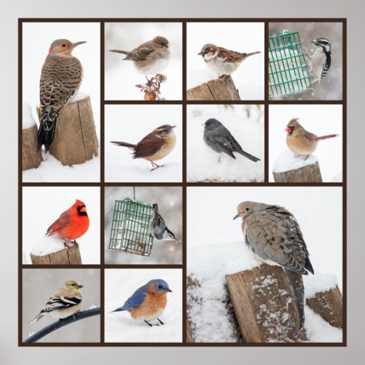 Hinterhofvögel im Schnee Poster (Vorne)