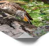 Hinterhofvögel im südlichen Onario Poster (Ecke)