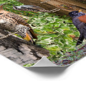 Hinterhofvögel im südlichen Ontario Poster (Ecke)