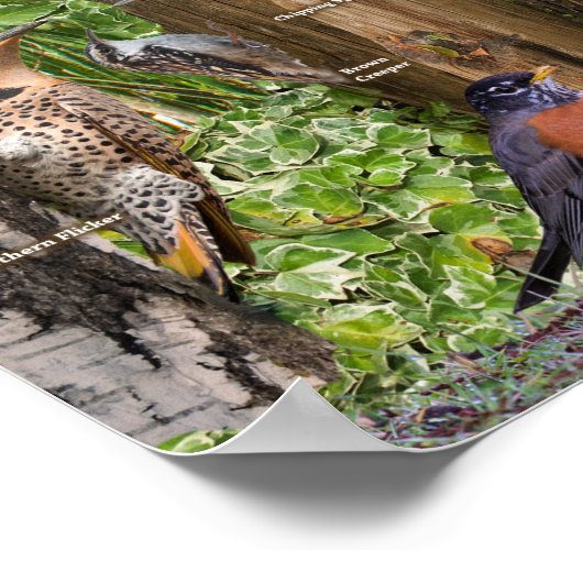 Hinterhofvögel im südlichen Ontario Poster (Ecke)