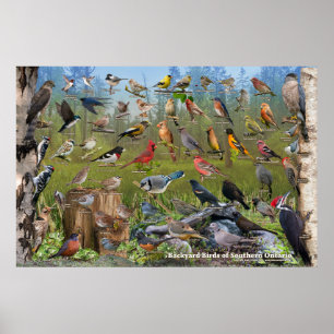 Hinterhofvögel im südlichen Ontario-Poster Poster