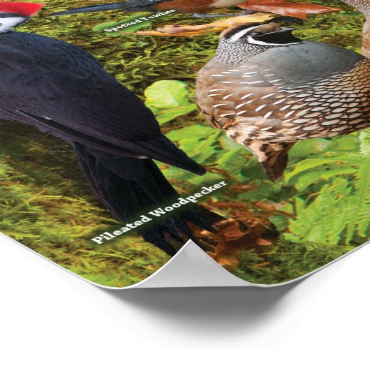 Hinterhofvögel im Westen Poster (Ecke)