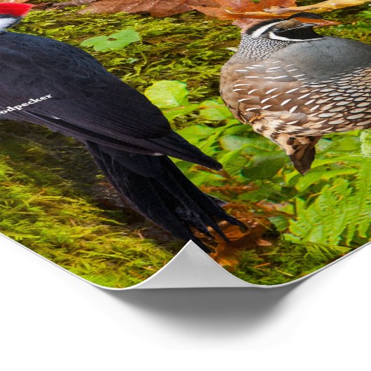 Hinterhofvögel im Westen Poster (Ecke)