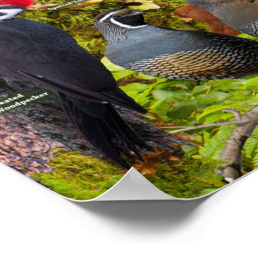 Hinterhofvögel in British Columbia Poster (Ecke)