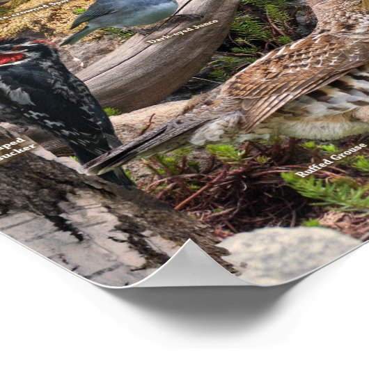 Hinterhofvögel in Idaho Poster (Ecke)