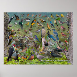 Hinterhofvögel in Nordkalifornien Poster