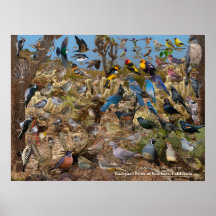 Hinterhofvögel in Südkalifornien