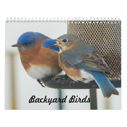 Hinterhofvögel Kalender (Titelbild)