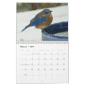 Hinterhofvögel Kalender (Feb 2027)
