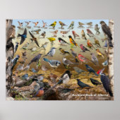 Hinterhofvögel von Alberta Poster (Vorne)