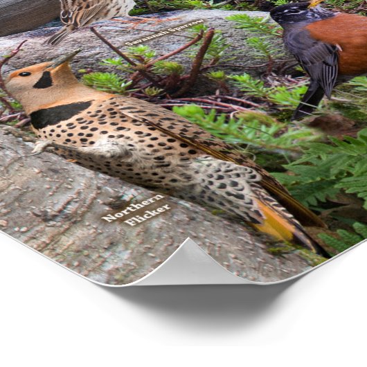 Hinterhofvögel von Delaware Poster (Ecke)